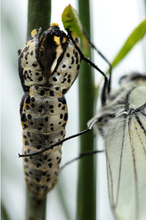 Aporia crataegi?